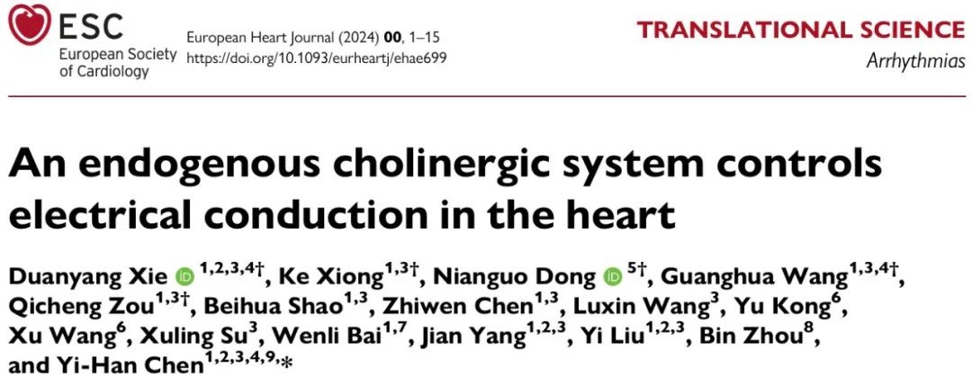 Eur Heart J 陈义汉院士团队发现心脏内源性胆碱能系统控制心脏电传导