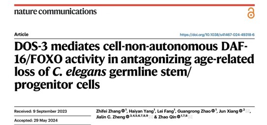 Nat Commun | 秦昭/郑加麟/相俊团队发现非经典Notch配体DOS-3拮抗线虫生殖干细胞随年龄衰减的机理