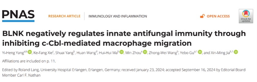 PNAS︱同济大学贾鑫明教授团队揭示BLNK负调控抗真菌免疫的新机制