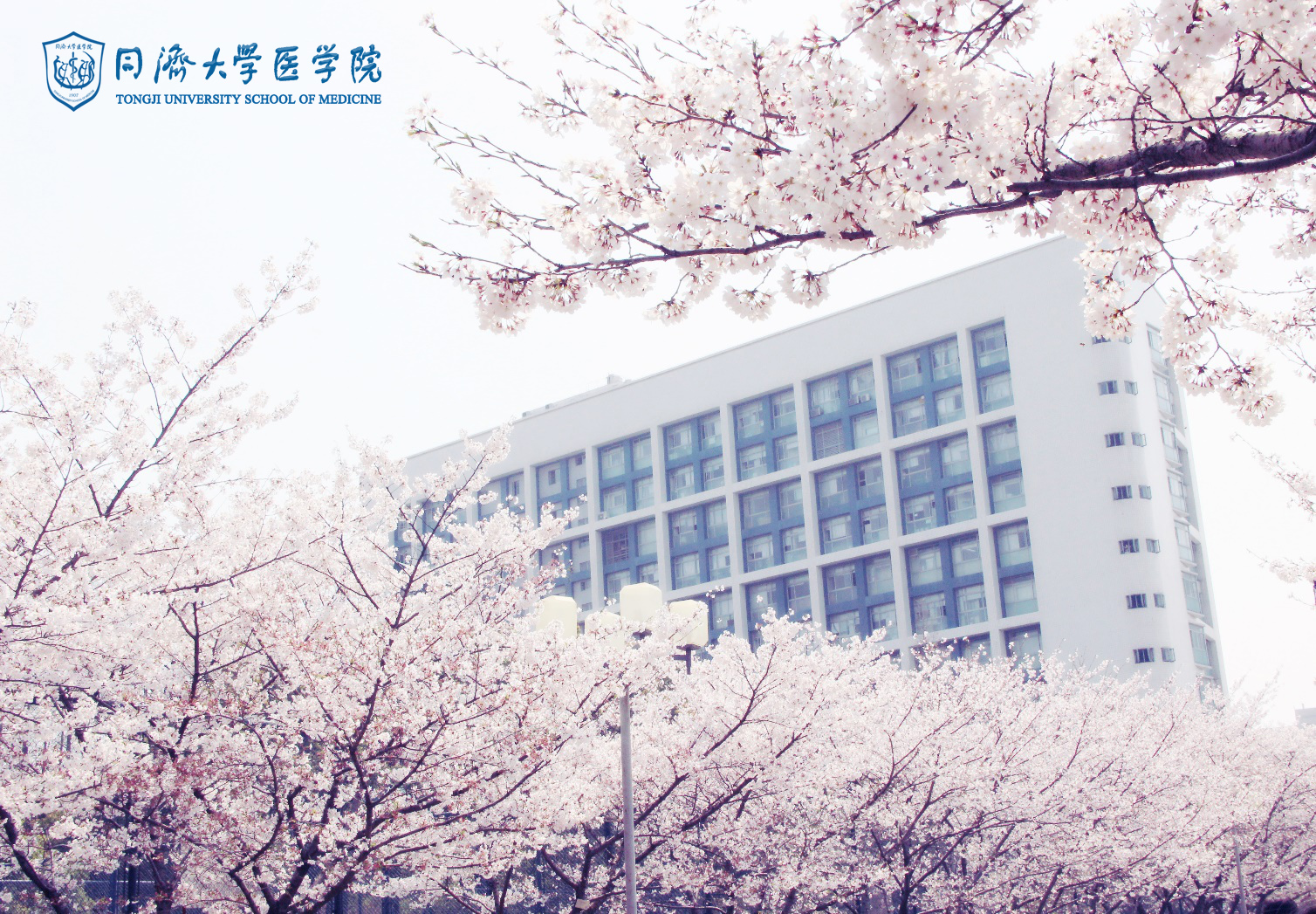 同济大学医学院