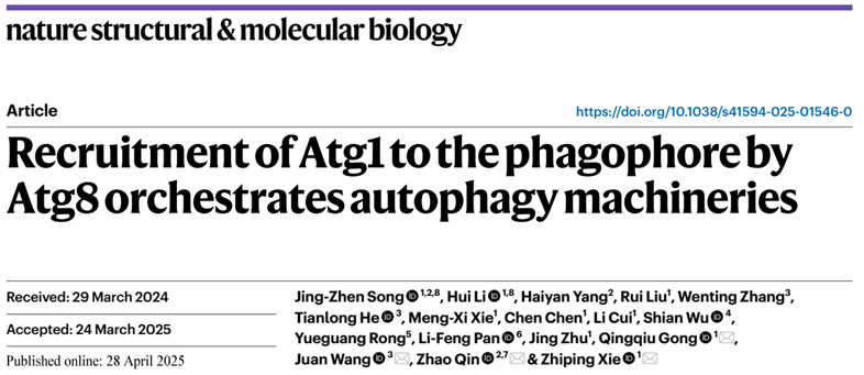 NSMB丨同济大学秦昭团队合作研究发现Atg8-Atg1互作调控自噬体形成新机制