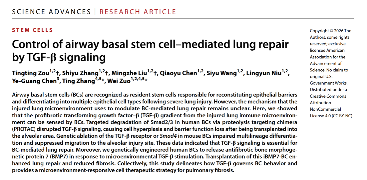 Science Advances 首页论文 | 同济大学左为教授团队等开发应答TGF-β信号的“智能干细胞”修复肺纤维化新策略