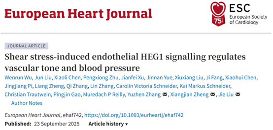 European Heart J｜刘杰/张玉珍教授团队揭示内皮细胞HEG1介导血流剪切力对血管张力和血压调控新机制