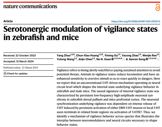 同济大学宋建人团队揭示产生和维持警觉状态的5-HT机制，研究成果发表于《自然·通讯》
